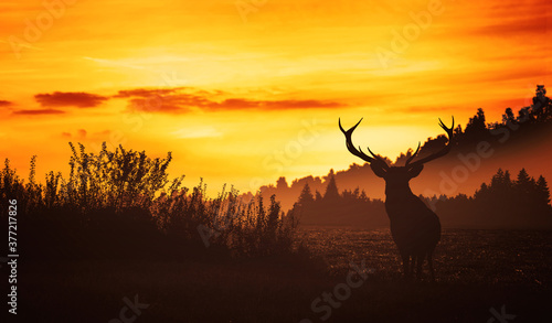 deer at sunset