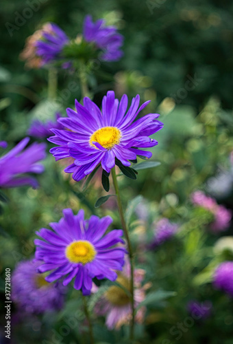 Autumn purple asters