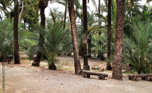 Irrigation canal between palm trees in an orchard of Elche