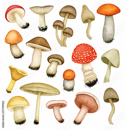 Watercolor different poisonous and edible mushroom set. Fly agaric, fungus, toadstool, orange/brown cap boletus, cep, russula, chanterelle. Fall season hand drawn design elements isolated on white