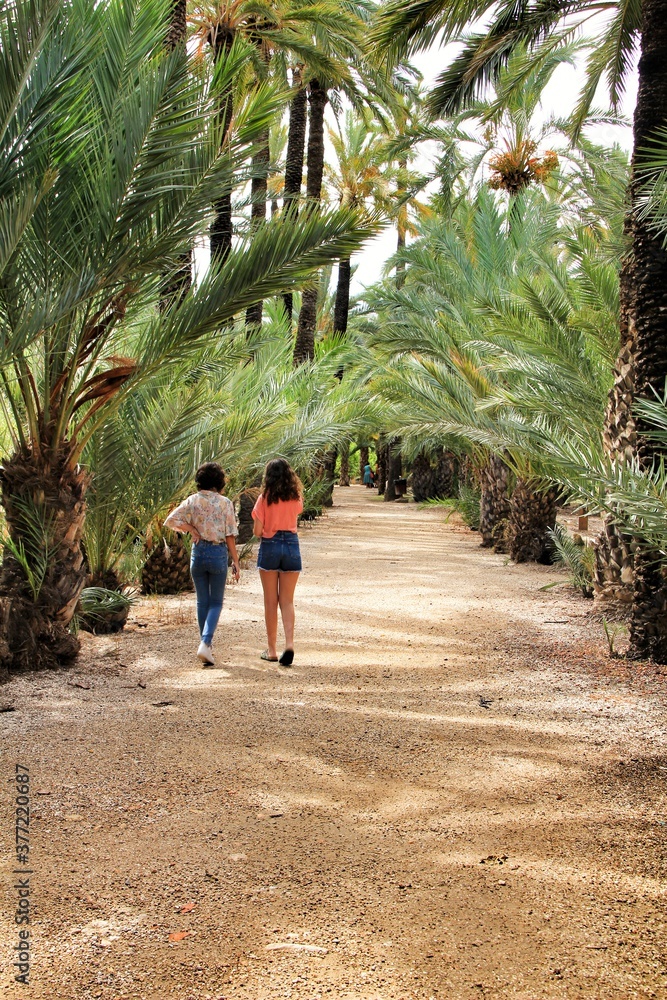 Path between palm trees in an orchard of Elche