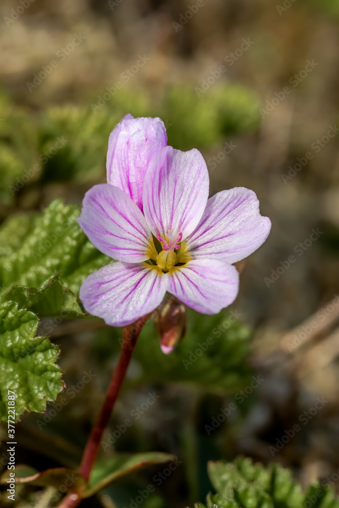 Arctic Springbeauty (Claytonia arctica) at St. George Island, Pribilof Islands, Alaska, USA Arctic Springbeauty (Claytonia arctica) at St. George Island, Pribilof Islands, Alaska, USA