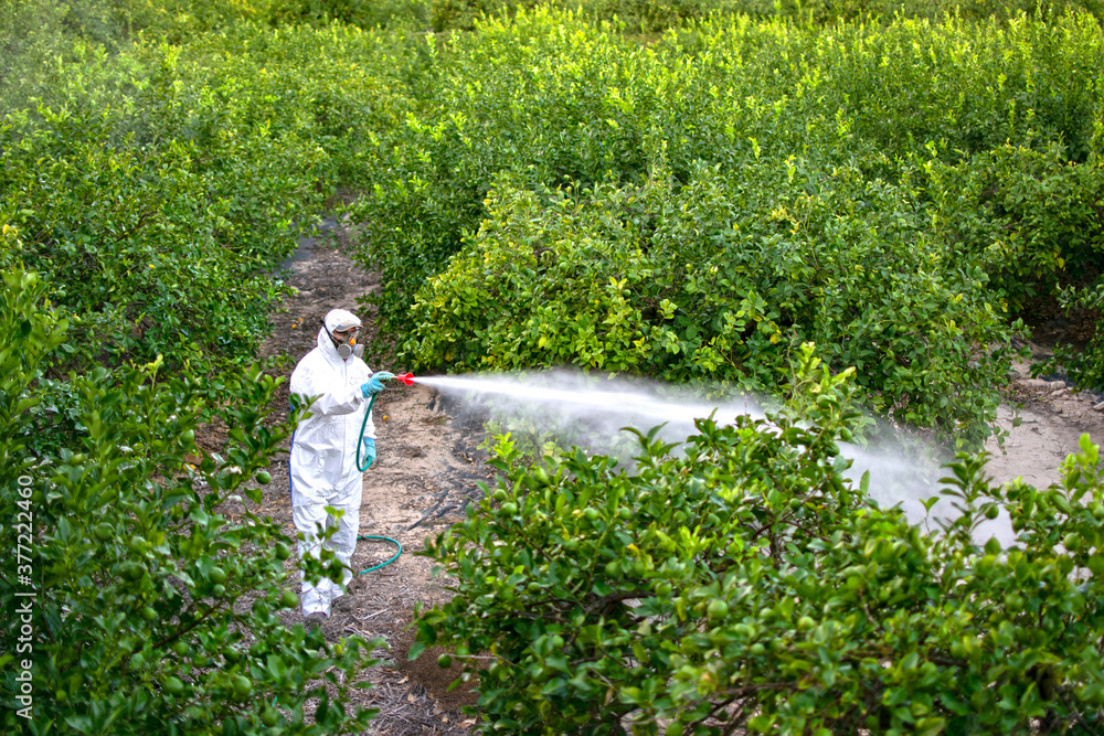 Foto De Farmer In Protective Clothes Spray Pesticides. Farm Worker ...