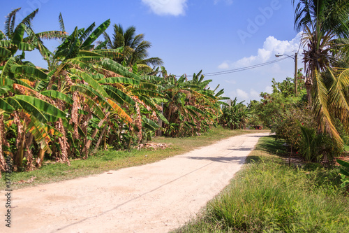 Belize Dirt Road