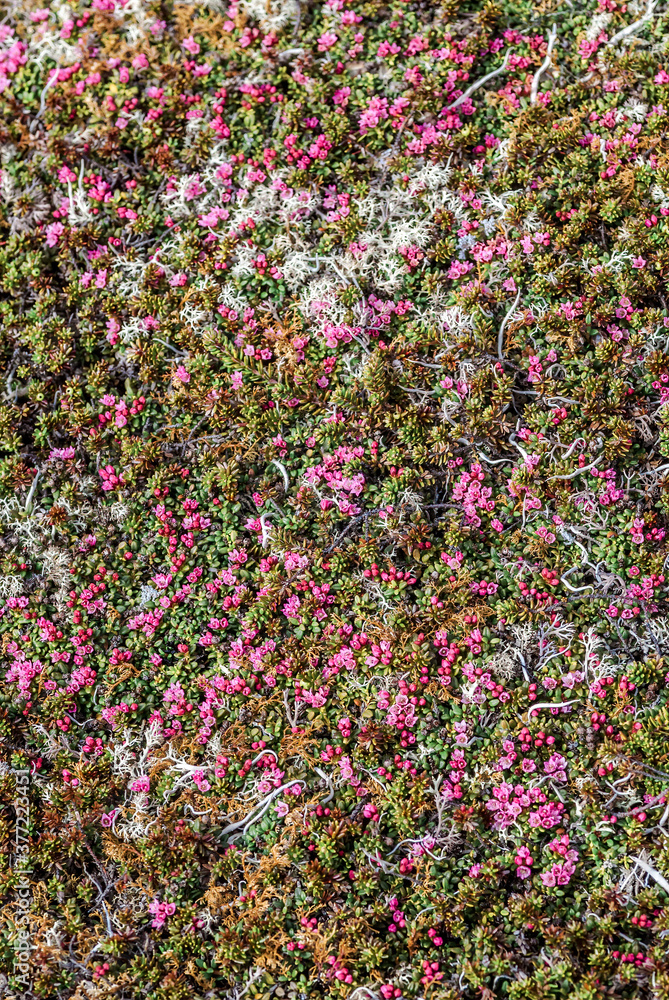 Alpine Azalea (Loiseleuria procumbens) Chowiet Island, Semidi Islands, Alaska, USA Alpine Azalea (Loiseleuria procumbens) Chowiet Island, Semidi Islands, Alaska, USA
