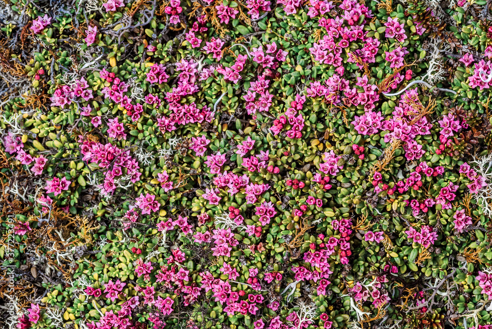 Alpine Azalea (Loiseleuria procumbens) Chowiet Island, Semidi Islands, Alaska, USA