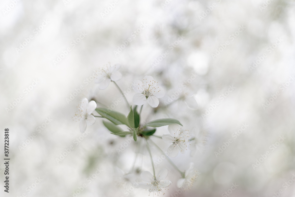 Spring flower background. Light, calm, and soft Spring flower background. Light, calm, and soft