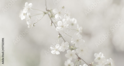Spring flower wide background. header. Light, calm, and soft