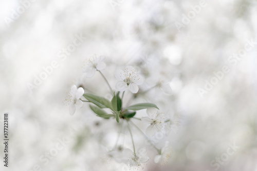 Spring flower background. Light, calm, and soft