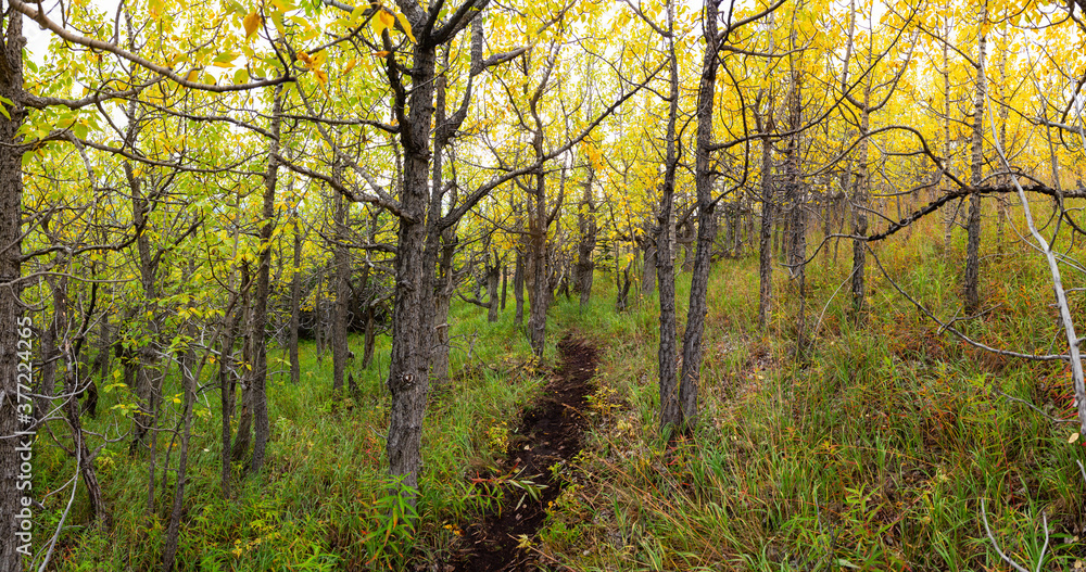 Beautiful View of Colorful Trees in the Forest during Fall Season. Taken near Whitehorse, Yukon, Canada.
