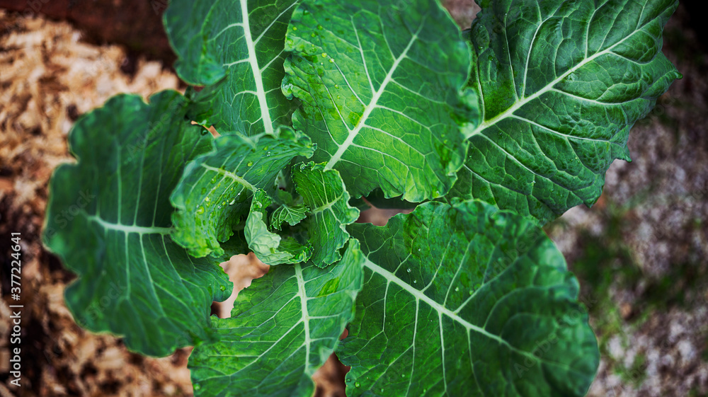 Cabbage kale in a garden Cabbage kale in a garden