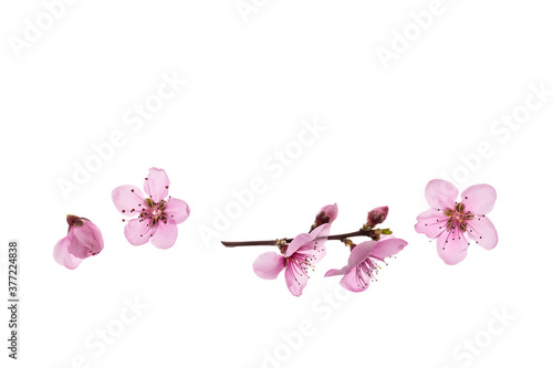 closeup of nectarine flowers in bloom isolated on white background with copy space above