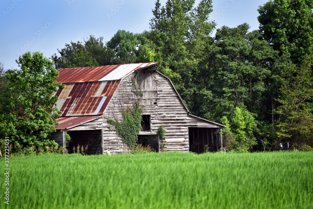 Big Barn Still Stands in Field of Green Big Barn Still Stands in Field of Green