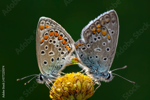 Wallpaper Mural Two butterfly mating. Beautiful butterfly Torontodigital.ca