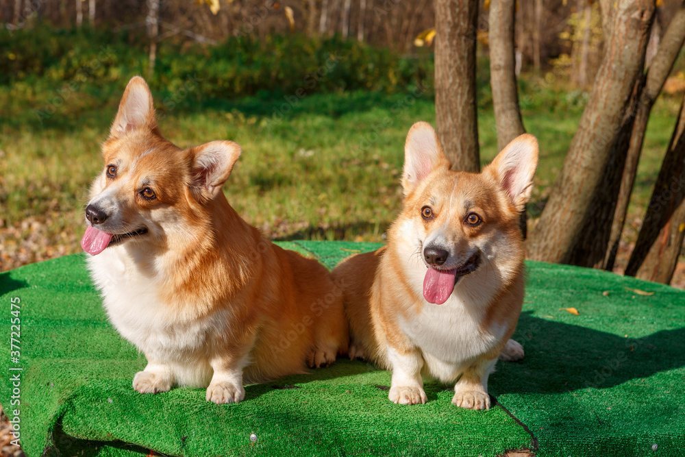 Two Pembroke Welsh Corgi dogs stand with their tongues out against the trees Two Pembroke Welsh Corgi dogs stand with their tongues out against the trees