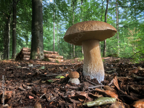 Fall. Mushroom in forest. Echten Drenthe Netherlands. Fungus. Boleet. photo