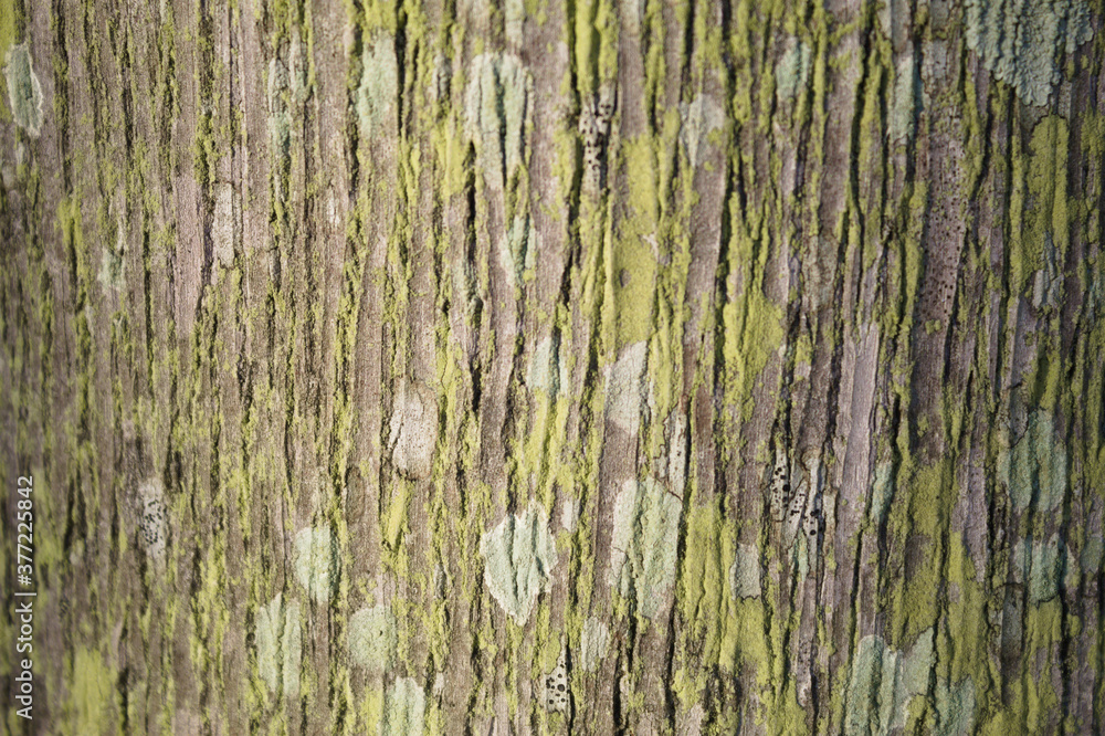 Wood texture with veins and different shades of color Wood texture with veins and different shades of color