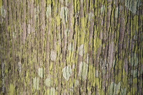 Wood texture with veins and different shades of color