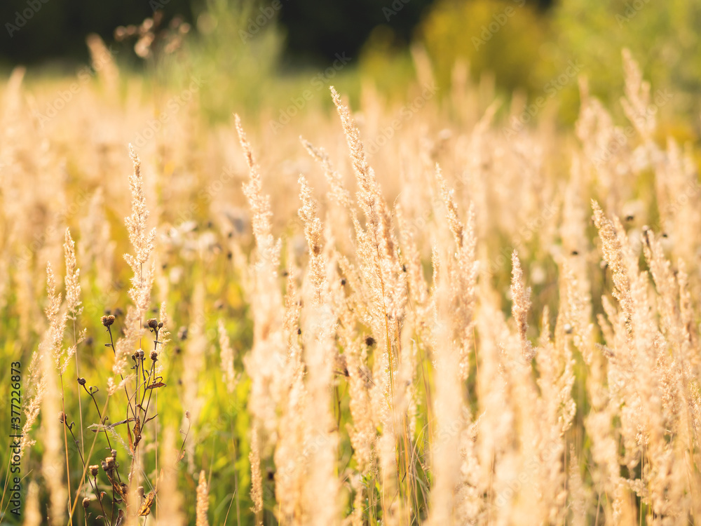 Fototapeta premium Natural autumn background with dried grass on field. Warm fall season. Sunset light.