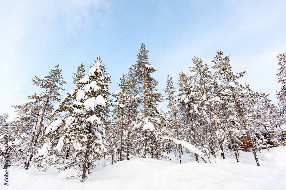 Winter landscape Winter landscape