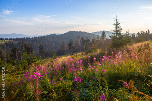 Fototapeta Naklejka Na Ścianę i Meble -  Gorce, wierzbówka kiprzyca na zboczu Turbacza
