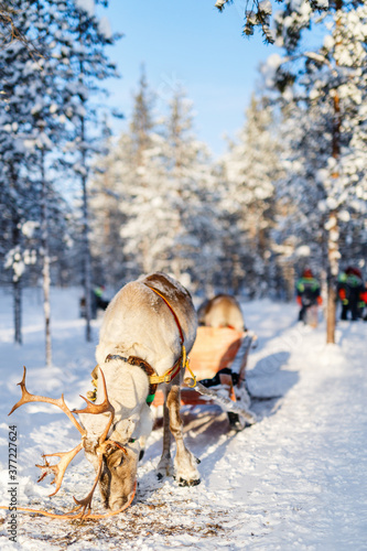 Reindeer safari