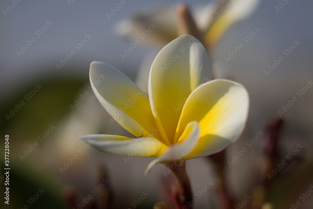 Obraz premium Flower