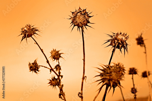 Thistles during California fires 2020