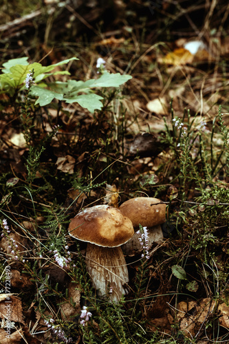Two boletus in autumn forest. Nutrition for vegetarians and diabetics.