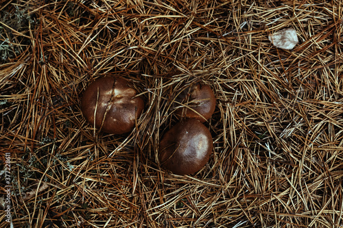 Wallpaper Mural Two boletus in autumn forest. Nutrition for vegetarians and diabetics. Torontodigital.ca
