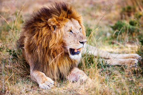 Male lion in Africa