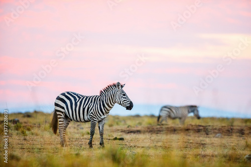 Zebras in safari park
