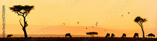 African sunrise panorama