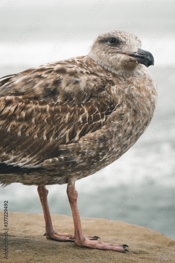 Fototapeta premium seagull close up