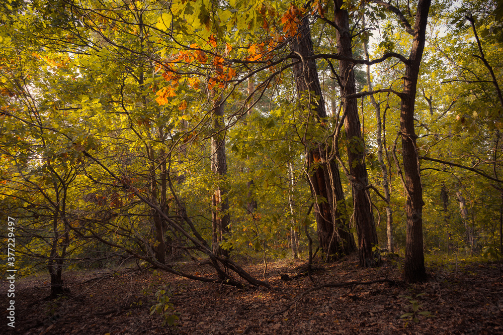 Fototapeta premium autumn in the forest