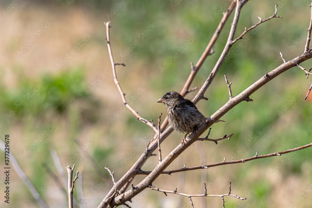 A sparrow sits on a branch in the garden. Constantly in search of food. A sparrow sits on a branch in the garden. Constantly in search of food.