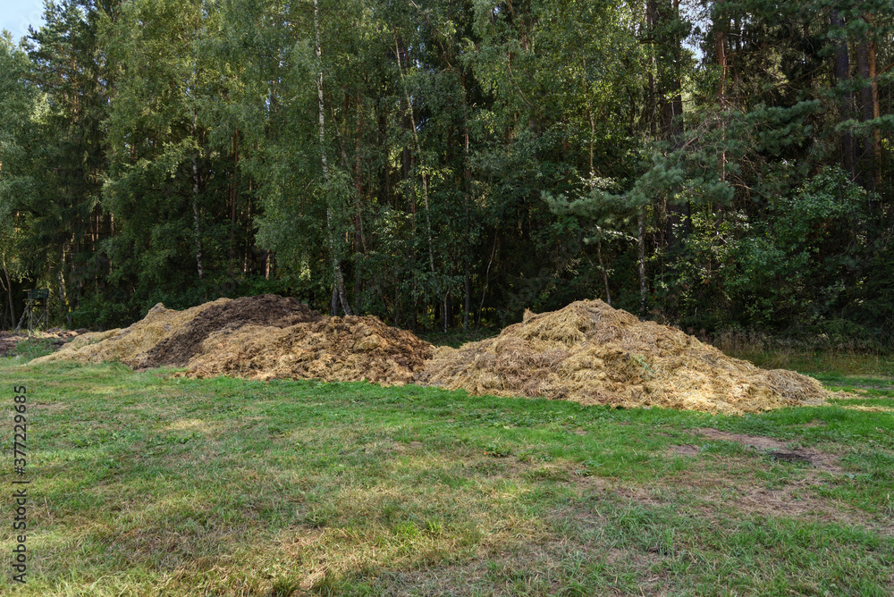 dunghill at the edge of a forest