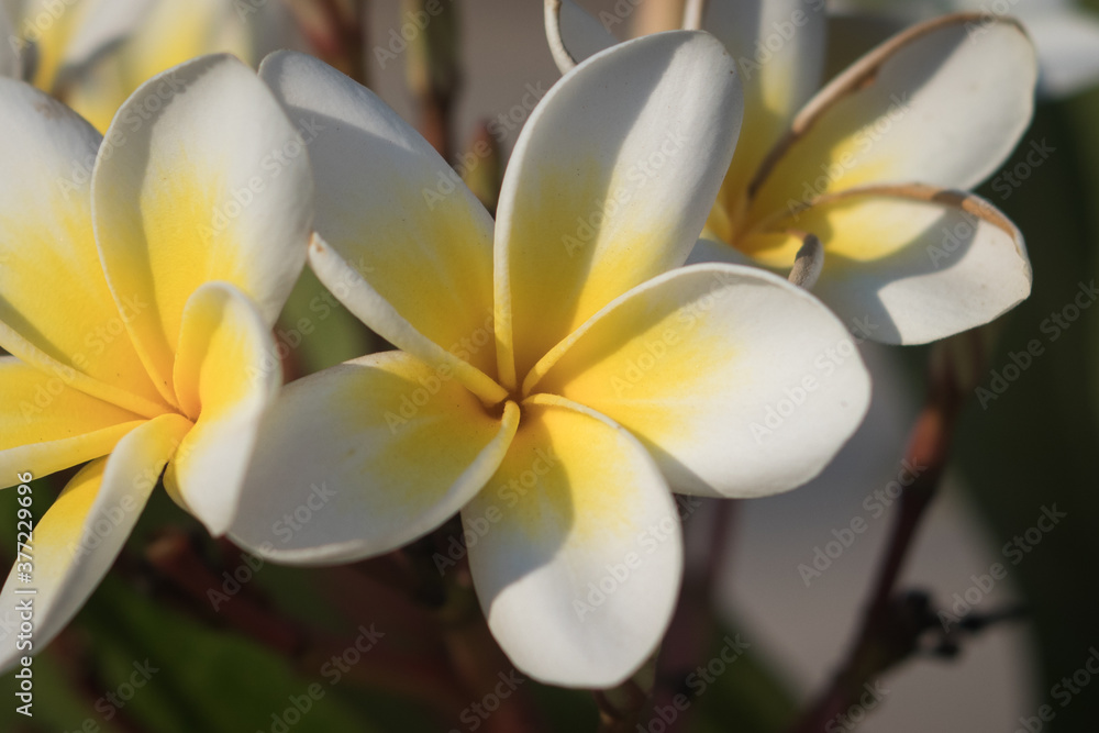 Obraz premium Flower