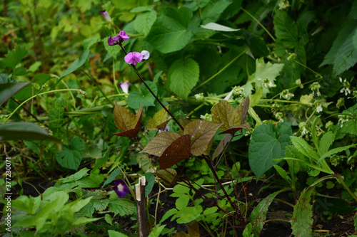 Young plant with flowers of dolichos lablab (hyacinth bean)  in the garden photo
