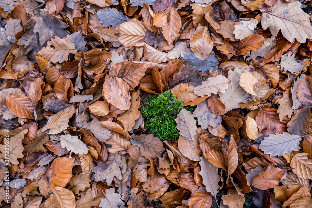 Herbstlaub