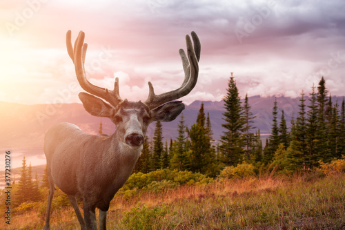 A male Deer in Canadian Nature during colorful Fall Season. Image composite with Background located in Yukon, Canada. Colorful Sunset