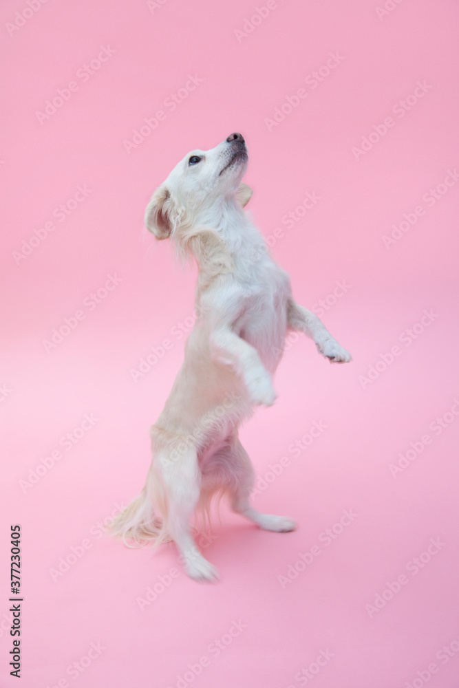 立ち上がるミックス犬 Stock 写真 Adobe Stock