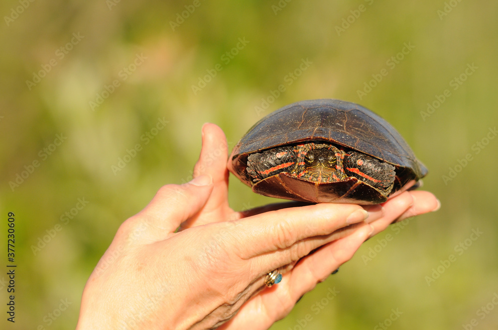 Painted Turtle stock photos. Painted turtle on a human hand with a blur green background enjoying its environment and habitat. Image. Picture. Portrait. Painted Turtle stock photos. Painted turtle on a human hand with a blur green background enjoying its environment and habitat. Image. Picture. Portrait.