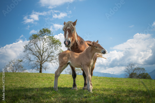 Foto Mare and foal in the mountains meadow
