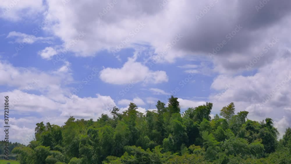 新緑の木と青空と流れる雲 新緑の木と青空と流れる雲