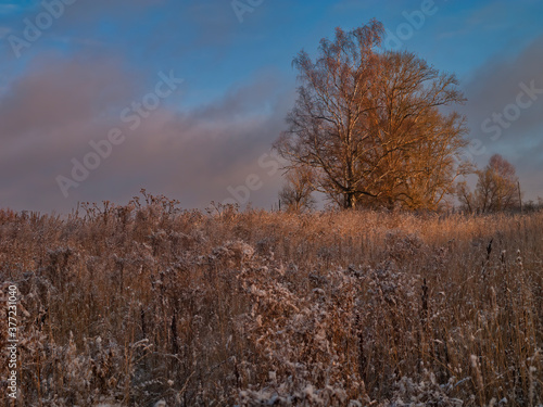 Autumn sunrise on frozen meadow with lonely birch tree
