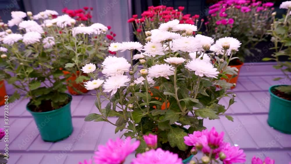 flowers on store windows are illuminated to improve storage conditions flowers on store windows are illuminated to improve storage conditions