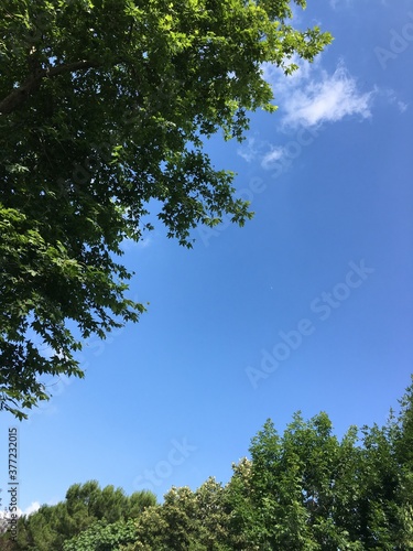 trees and sky