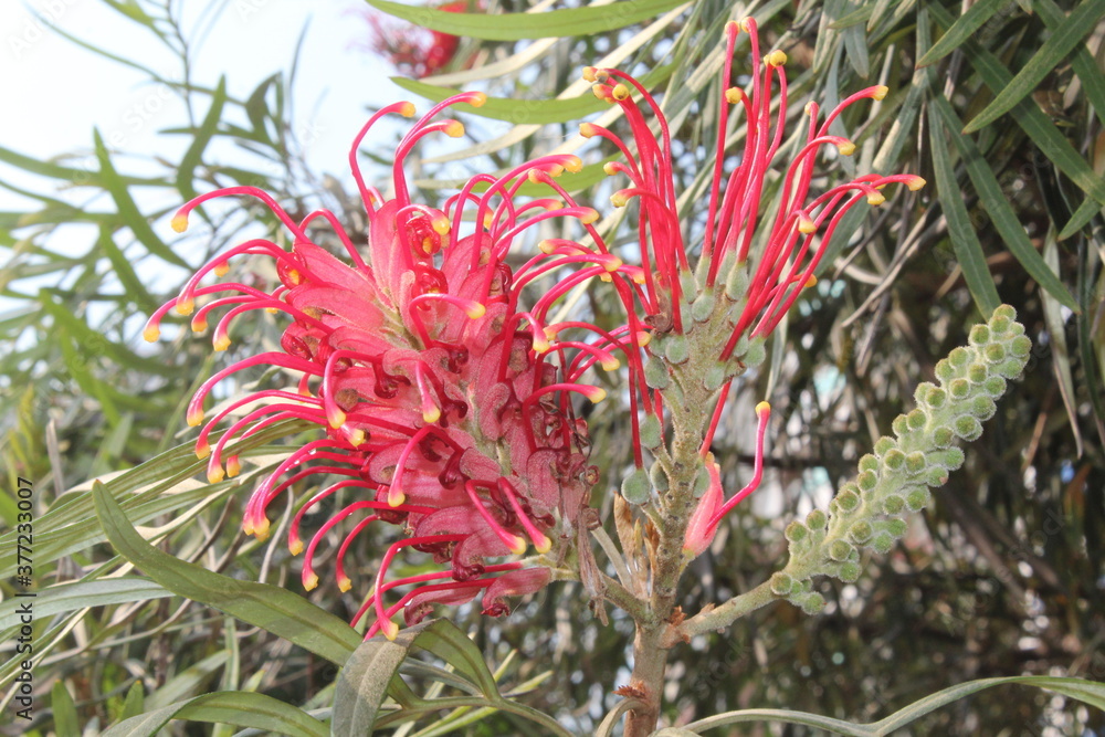 Grevillea banksii, known as red silky oak, dwarf silky oak, Banks