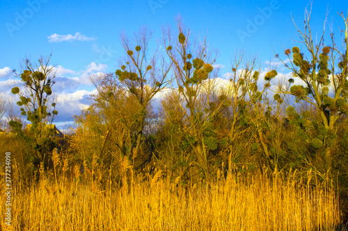 yellow autumn forest , nature landscape